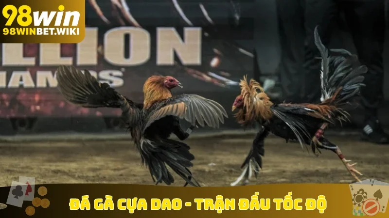 Đá gà cựa dao