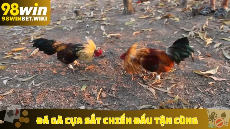 Đá gà cựa sắt chiến đấu tận cùng