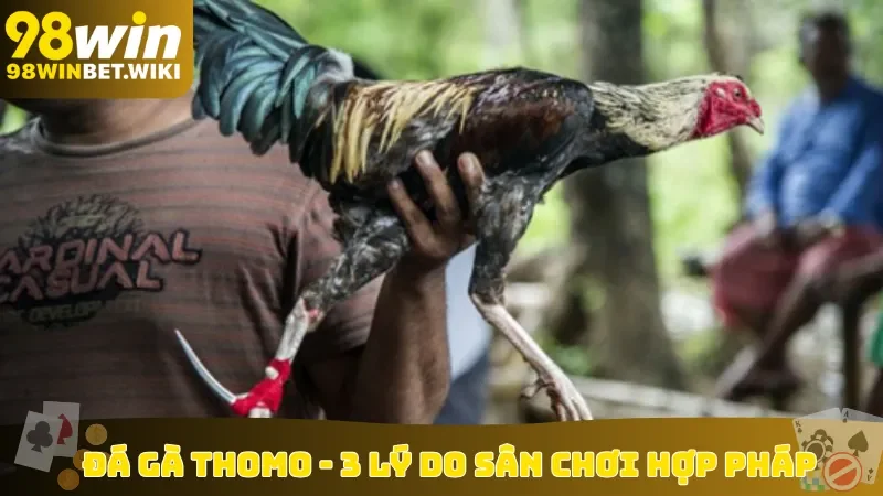 Đá gà Thomo
