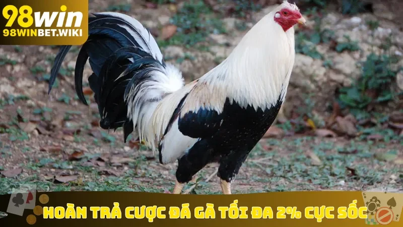 Hoàn trả cược đá gà tối đa 2% cực sốc
